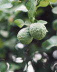 Hinoki Bergamot Hand Lotion